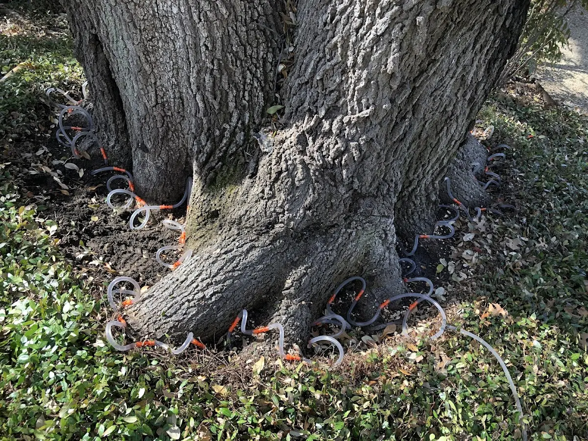 Detailed Tree Cabling and Bracing job site in Lapwai